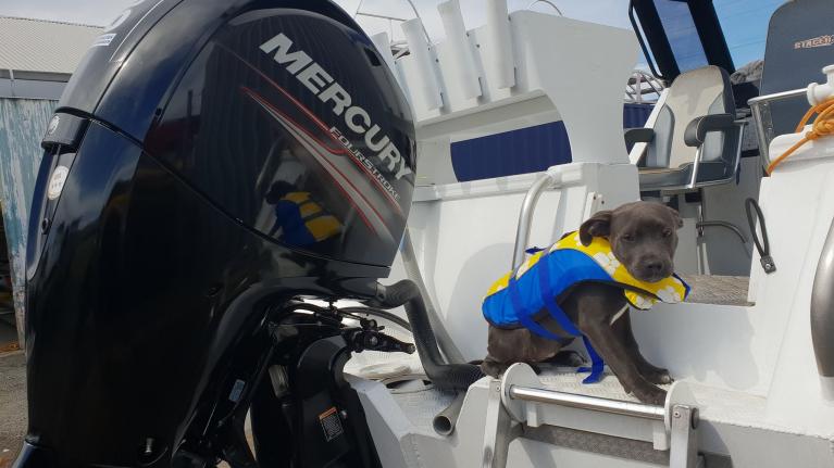 Pooch love the boat as much as you?